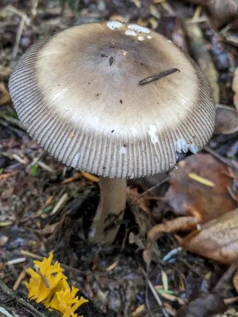 Amanita umbrinolutea — ficha de estudio