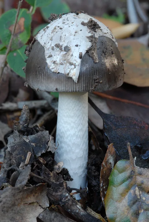 Amanita vaginata — foto de estudio (proxy same-origin)