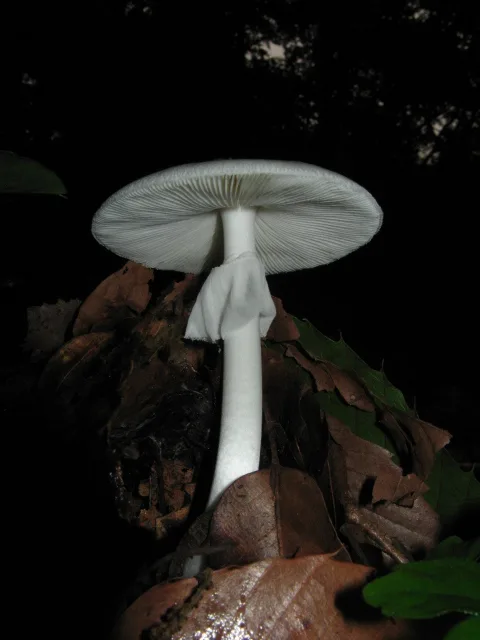Amanita verna — foto de estudio (proxy same-origin)