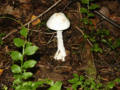 Amanita virosa — foto de estudio (proxy same-origin)