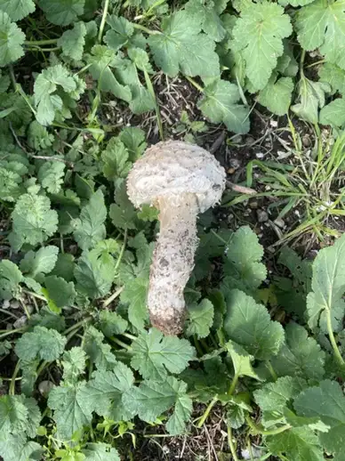 Amanita vitadini — ficha de estudio