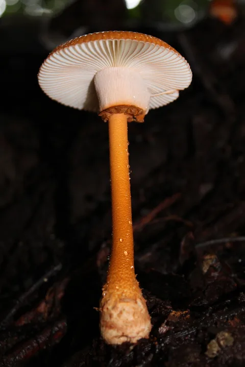 Amanita xerocybe — ficha de estudio