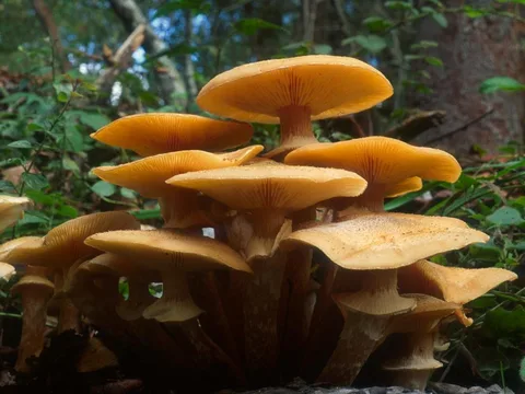 Confundible con Armillaria mellea (Senderuela de otoño) — foto de estudio comparativa. Solo orientación.