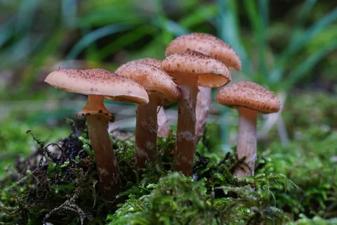 Armillaria ostoyae (Armilaria oscura) — misma familia de estudio. Solo orientación.