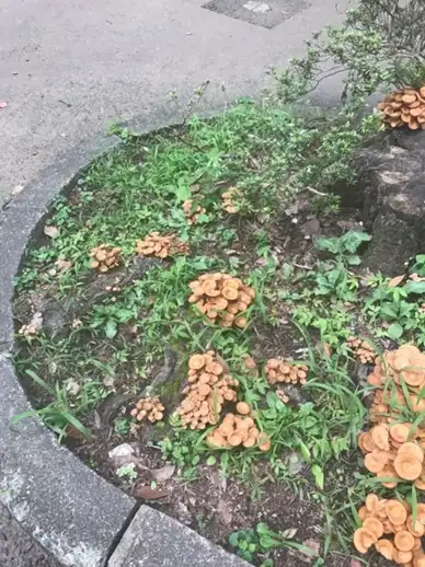 Armillaria tabescens (Armilaria sin anillo) — ficha de estudio