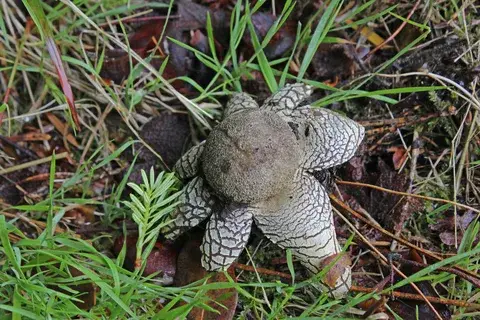 Astraeus hygrometricus (Estrella higrométrica) — ficha de estudio