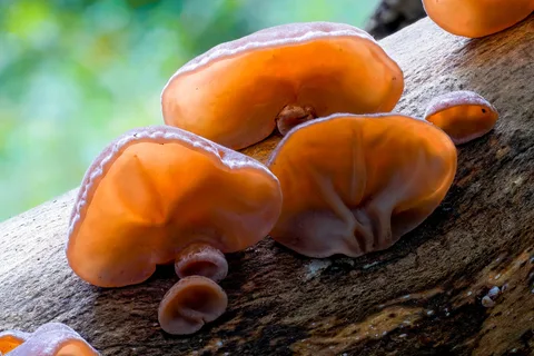 Auricularia auricula-judae (oreja de Judas) — ficha de estudio
