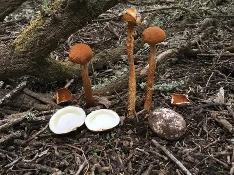 Battarrea phalloides (Battarrea) — ficha de estudio