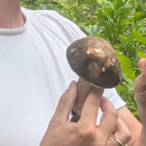 Boletus aereus — foto de estudio (proxy same-origin)