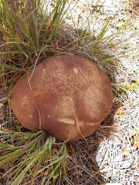 Boletus edulis — foto de estudio (proxy same-origin)