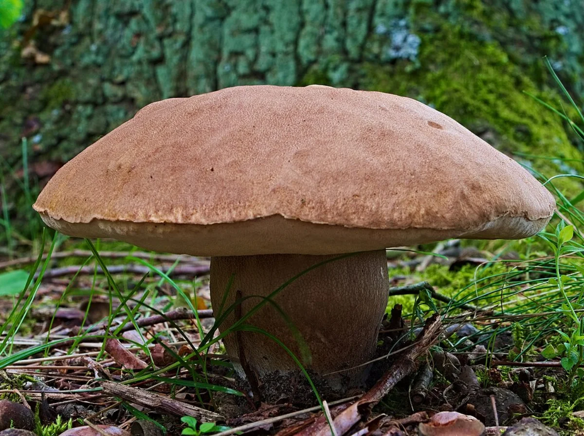Fotografía de referencia de Boletus edulis para la guía Cómo conservar setas: frío, secado y precauciones con las conservas