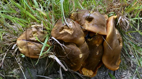 Boletus erythropus — foto de estudio (proxy same-origin)