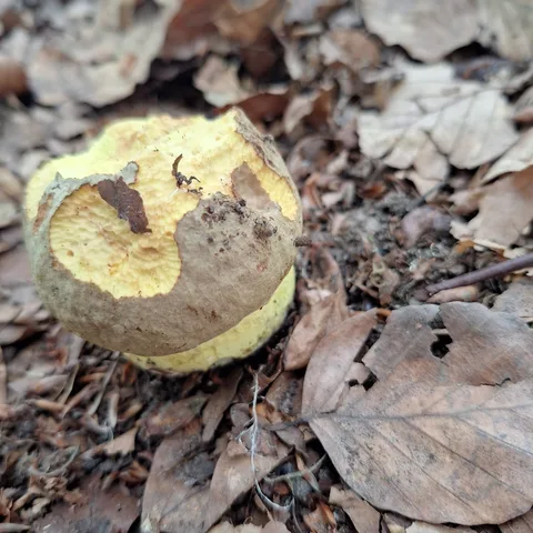 Boletus impolitus — foto de estudio (proxy same-origin)
