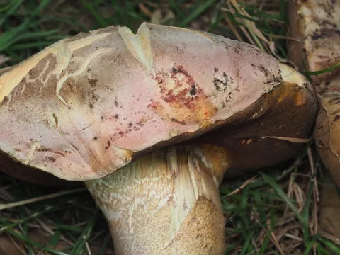 Boletus legaliae — ficha de estudio