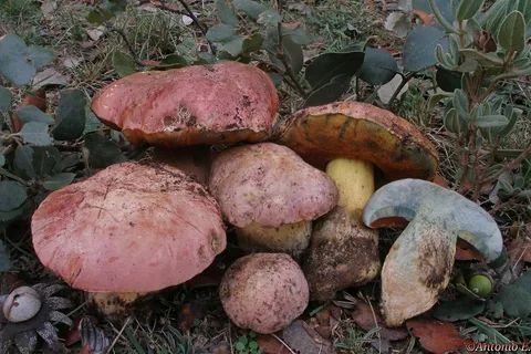 Boletus lupinus — ficha de estudio