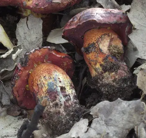 Boletus permagnificus — ficha de estudio