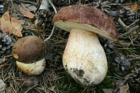 Boletus pinophilus — fotografía de referencia para Segovia