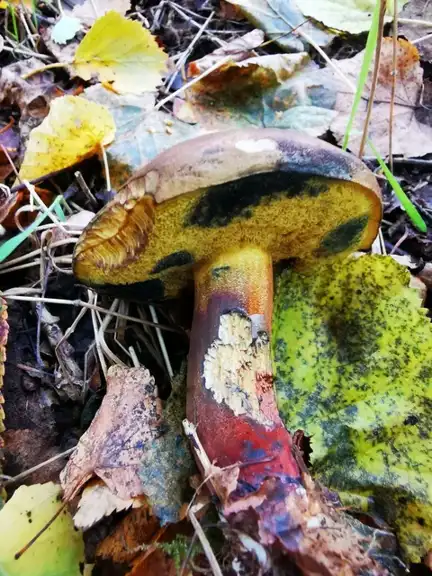 Boletus pulverulentus — ficha de estudio