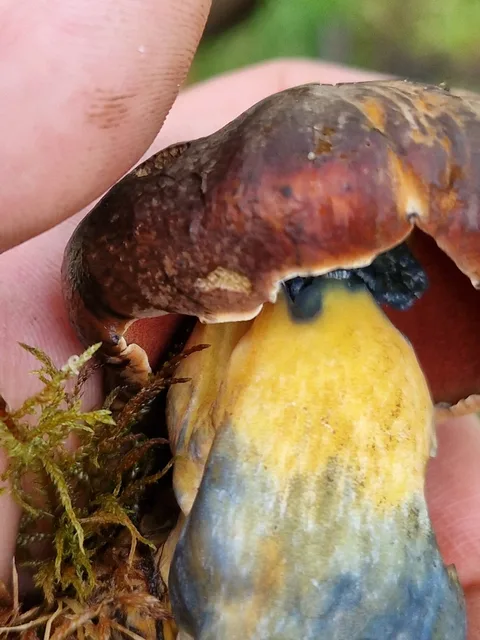 Boletus queletii — ficha de estudio