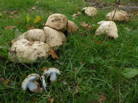 Boletus radicans — ficha de estudio
