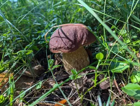 Boletus reticulatus (Hongo negro) — ficha de estudio