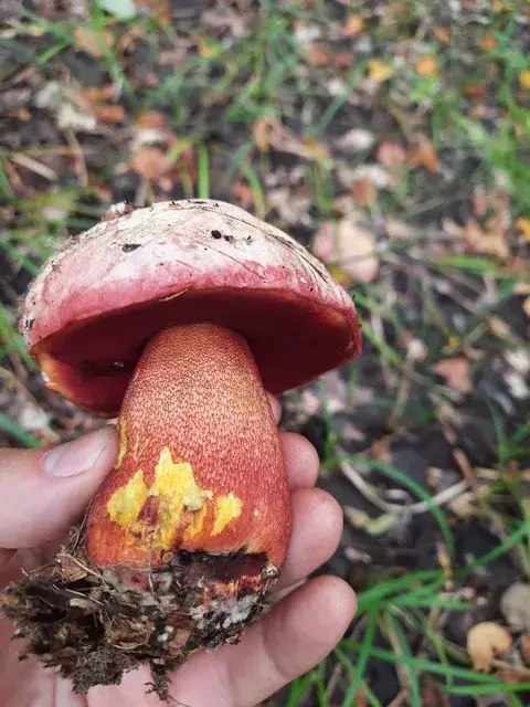 Boletus rhodoxanthus — ficha de estudio