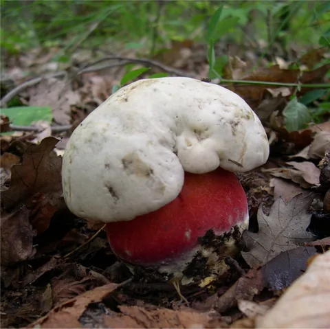 Boletus satanas — foto de estudio (proxy same-origin)