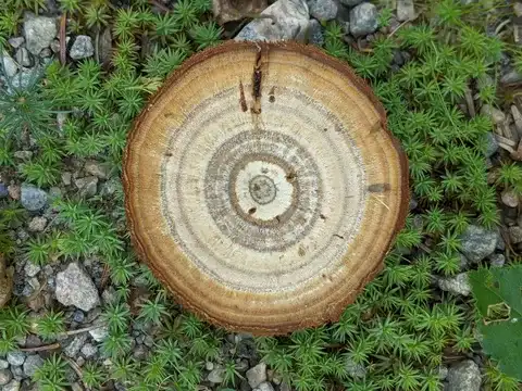 Boletus subtomentosus — ficha de estudio
