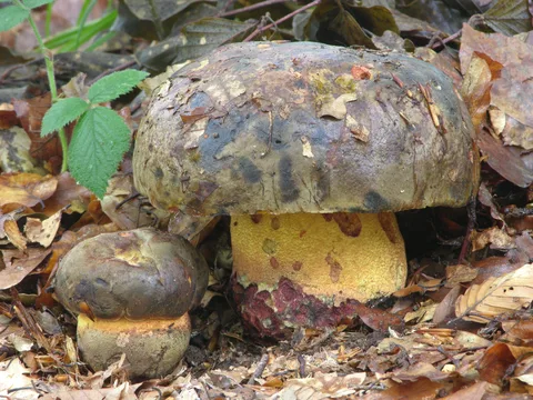 Boletus torosus — foto de estudio (proxy same-origin)