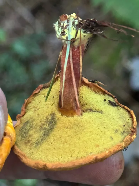 Buchwaldoboletus lignicola — ficha de estudio