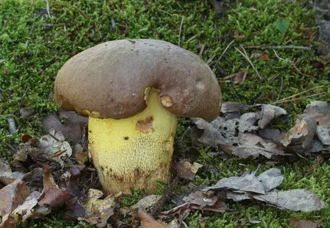 Butyriboletus appendiculatus (Boleto apendiculado) — ficha de estudio