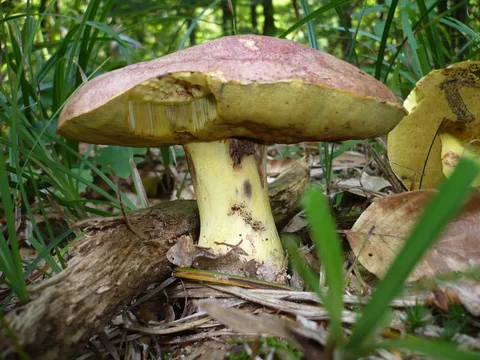 Butyriboletus regius (Boleto real) — ficha de estudio