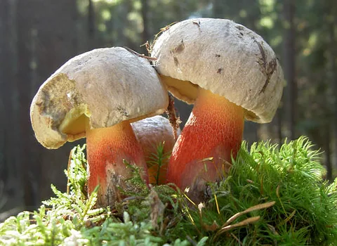 Caloboletus calopus (Boleto amargo) — ficha de estudio