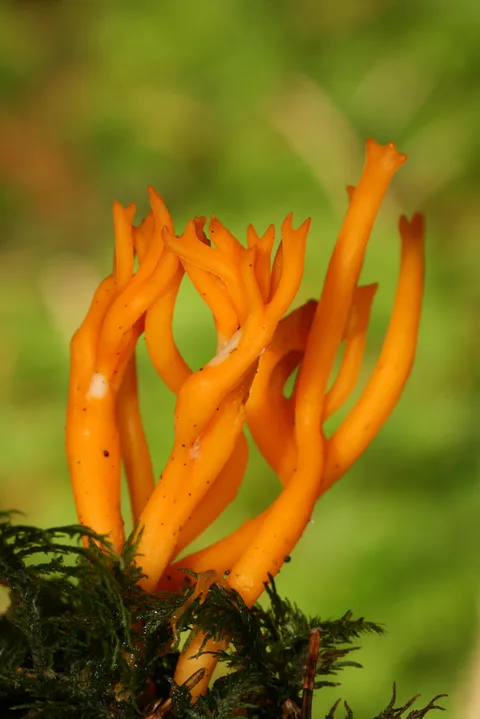 Calocera viscosa — ficha de estudio