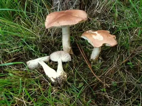 Calocybe carnea — ficha de estudio