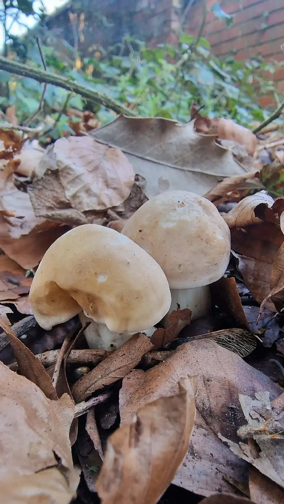 Fotografía de referencia de Calocybe gambosa para la guía Setas de Euskadi (onddoak): perretxiko, gibelurdina y esnegorria — guía de estudio