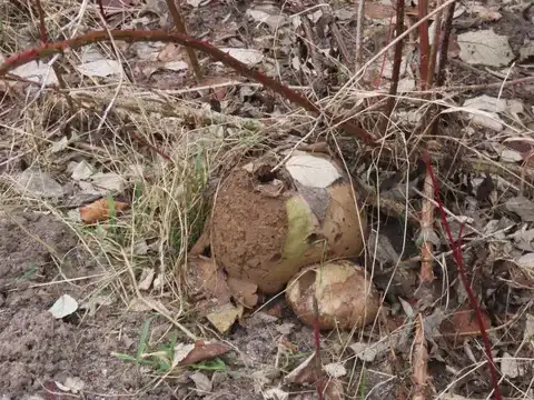 Calvatia gigantea (Bola de nieve gigante) — ficha de estudio