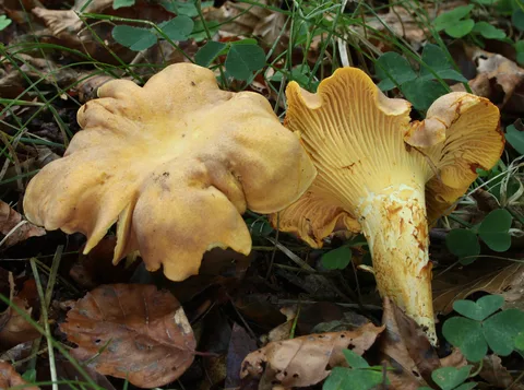 Cantharellus amethysteus (Rebozuelo amatista) — misma familia de estudio. Solo orientación.