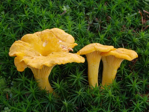 Cantharellus cibarius — foto de estudio (proxy same-origin)