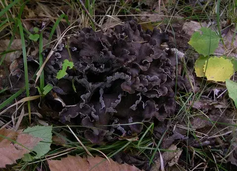 Cantharellus cinereus (Rebozuelo ceniciento) — misma familia de estudio. Solo orientación.