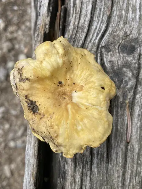 Cantharellus ferruginascens — ficha de estudio