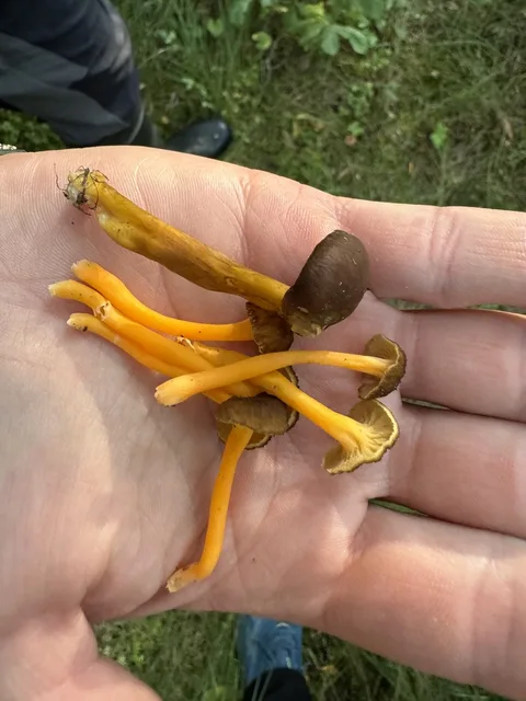 Cantharellus lutescens (Chantarela amarilla) — misma familia de estudio. Solo orientación.