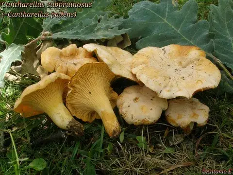 Cantharellus pallens — ficha de estudio