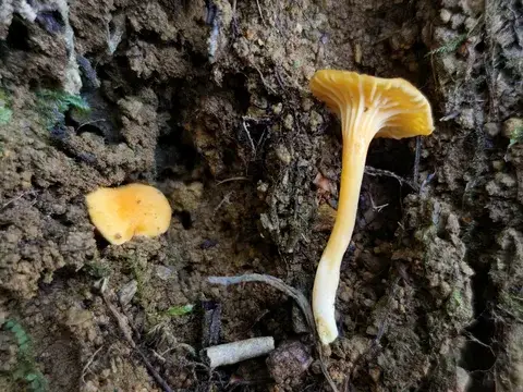 Cantharellus romagnesianus — ficha de estudio