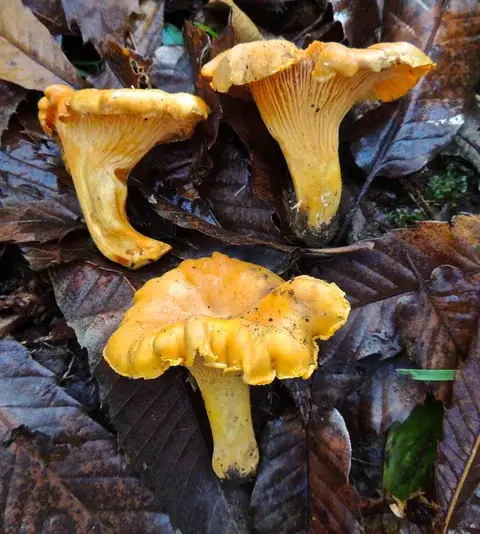 Cantharellus subpruinosus (Rebozuelo subpruinoso) — ficha de estudio
