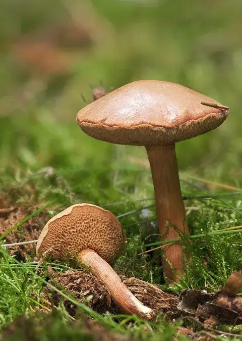 Chalciporus piperatus (Boleto picante) — ficha de estudio