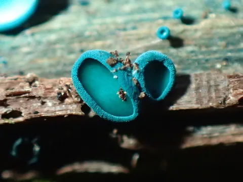 Chlorociboria aeruginascens (Ciboria verde) — ficha de estudio
