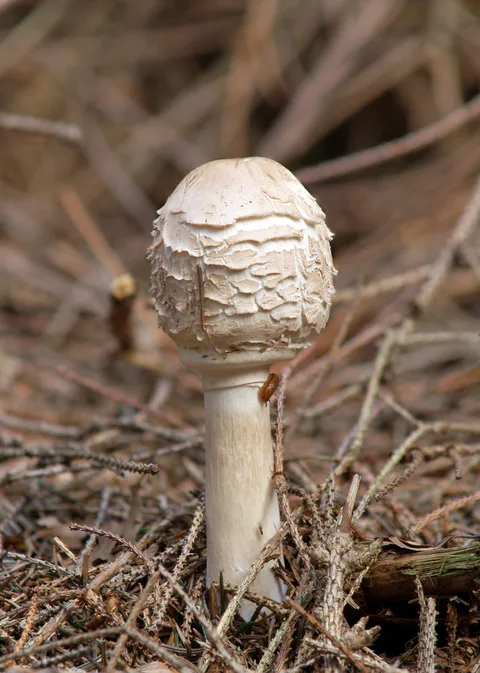 Chlorophyllum brunneum — foto de estudio (proxy same-origin)