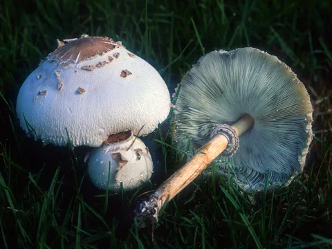 Chlorophyllum molybdites — foto de estudio (proxy same-origin)