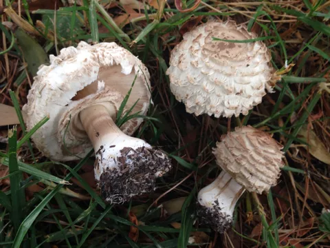 Chlorophyllum rhacodes — foto de estudio (proxy same-origin)